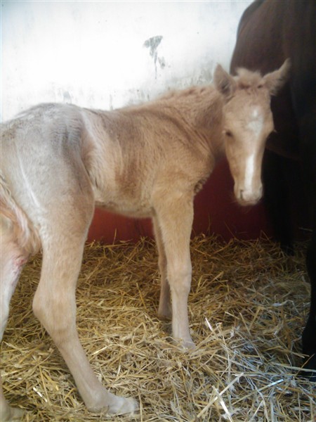 Liten fr&ouml;ken 8 timmar ung