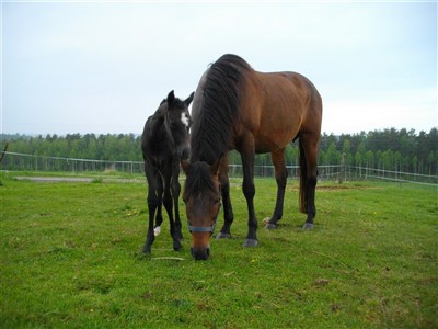 Bonnie med sitt sista f&ouml;l, Athenas Stj&auml;rnh&ouml;k