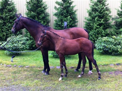 Fair Choice med f&ouml;let Crazy Janey