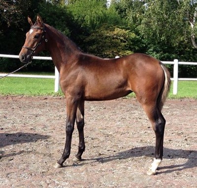 Darkness p&aring; f&ouml;lvisning, foto Therese Augustsson