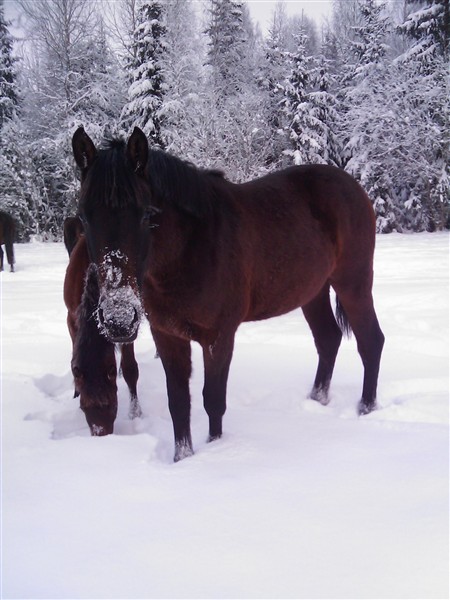 PB med sn&ouml;ig nos