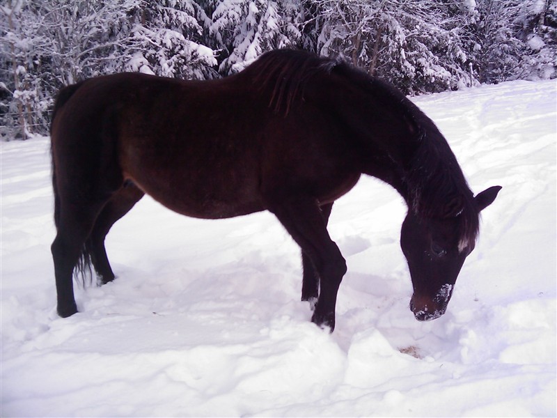 Gr&auml;set &auml;r alltid gr&ouml;nare under sn&ouml;n?